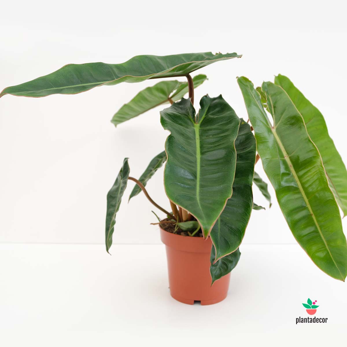 variedades de filodendro