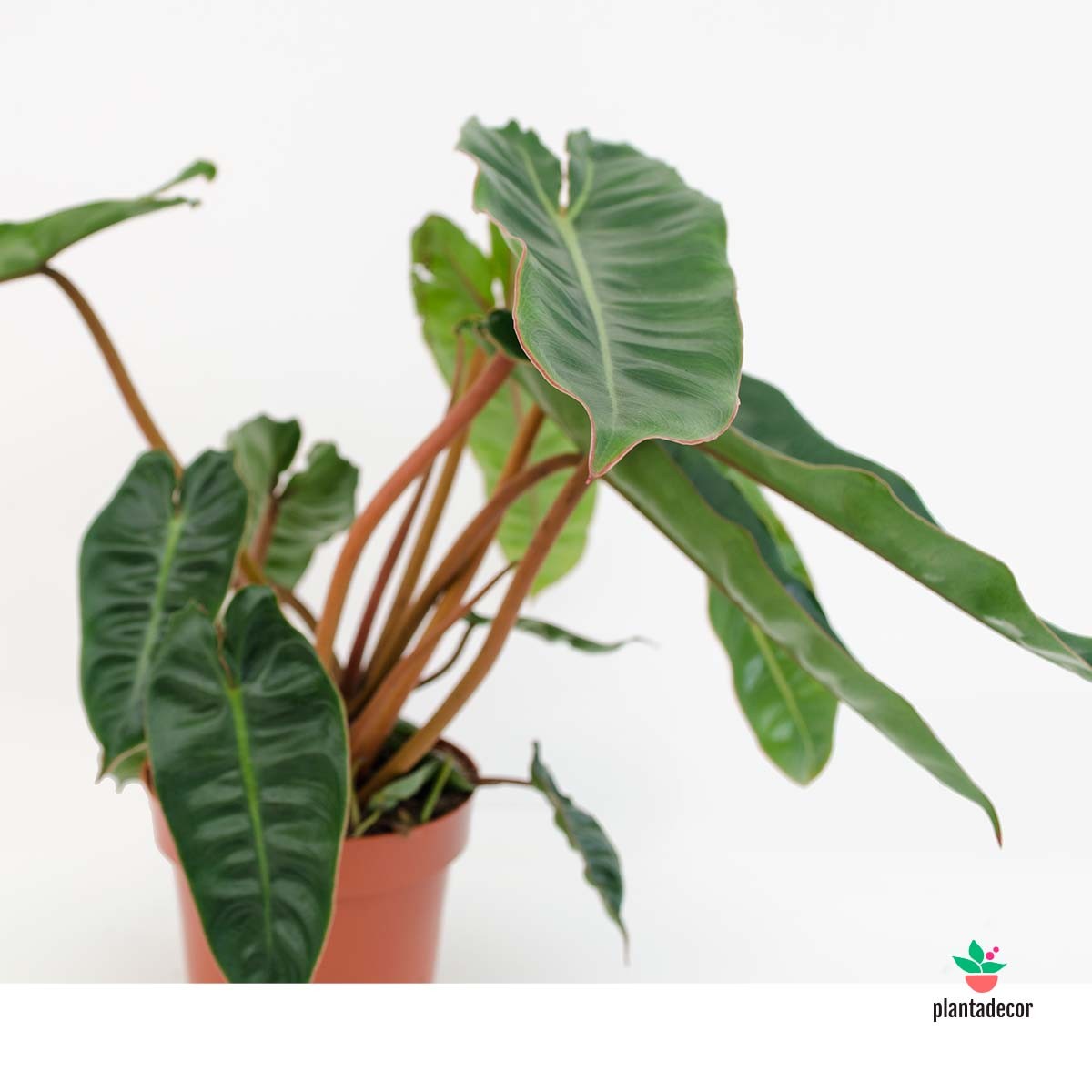 Philodendron Billietiae Croata