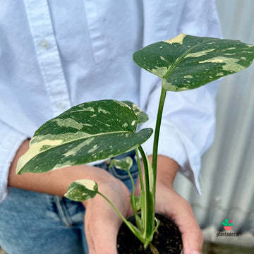 Monstera Thai Constelation