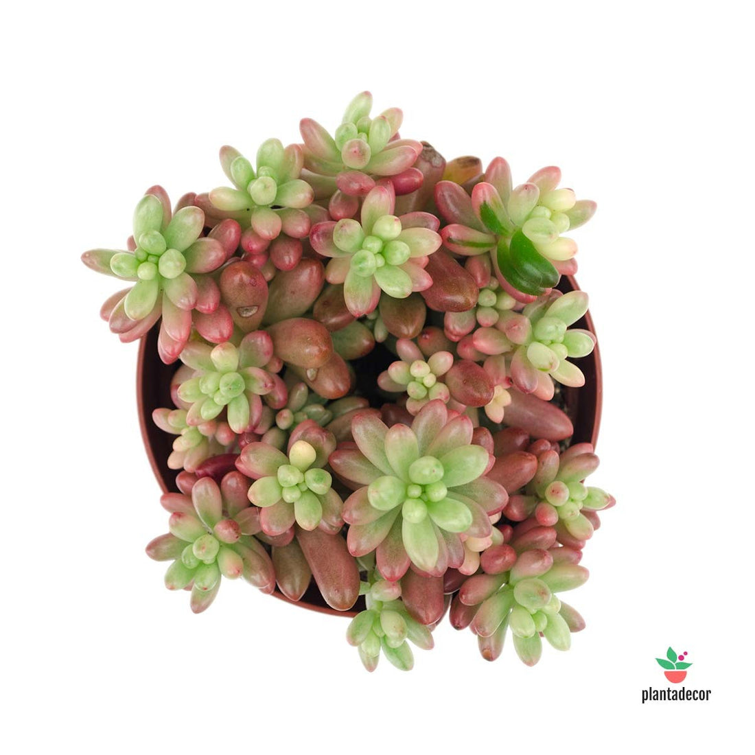 comprar Sedum Rubrotinctum Aurora