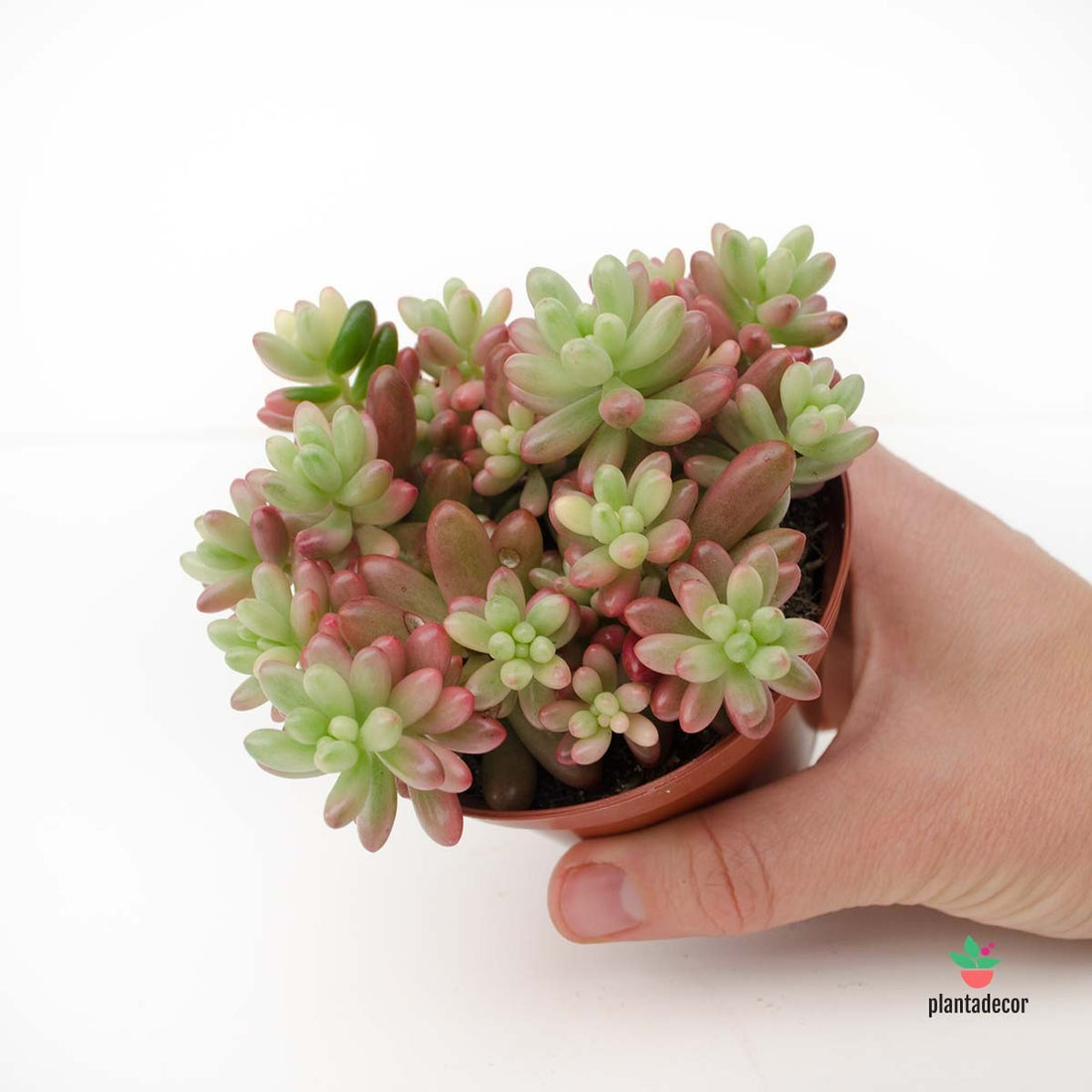 comprar Sedum Rubrotinctum Aurora