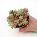 comprar Sedum Rubrotinctum Aurora