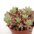 Sedum Rubrotinctum Aurora bicolor