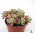 Sedum Bicolor comprar