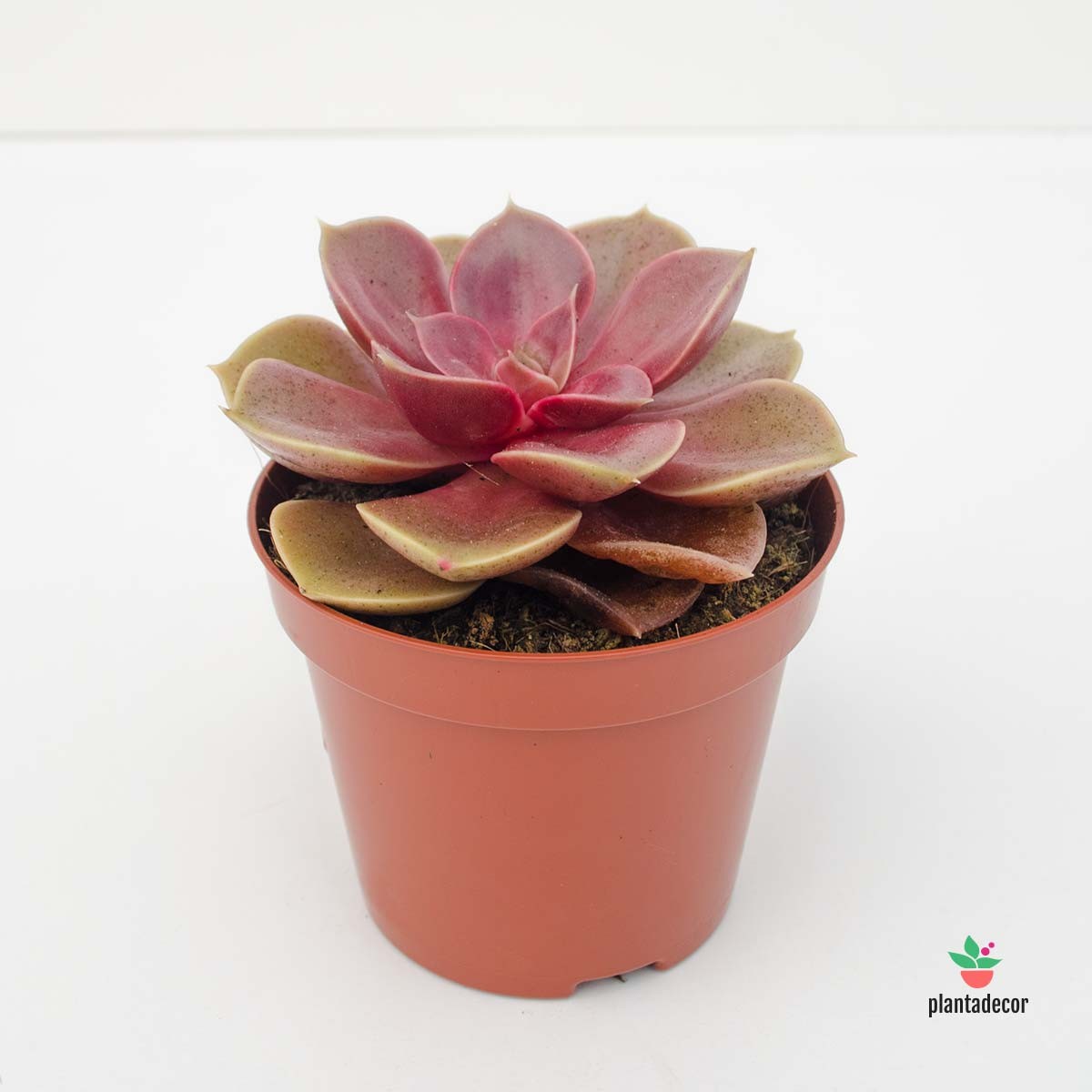 Echeveria Rosa