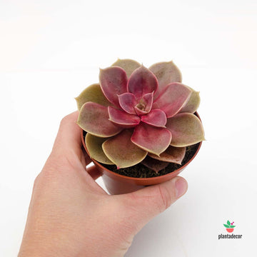 Echeveria Magic Red M-8,50
