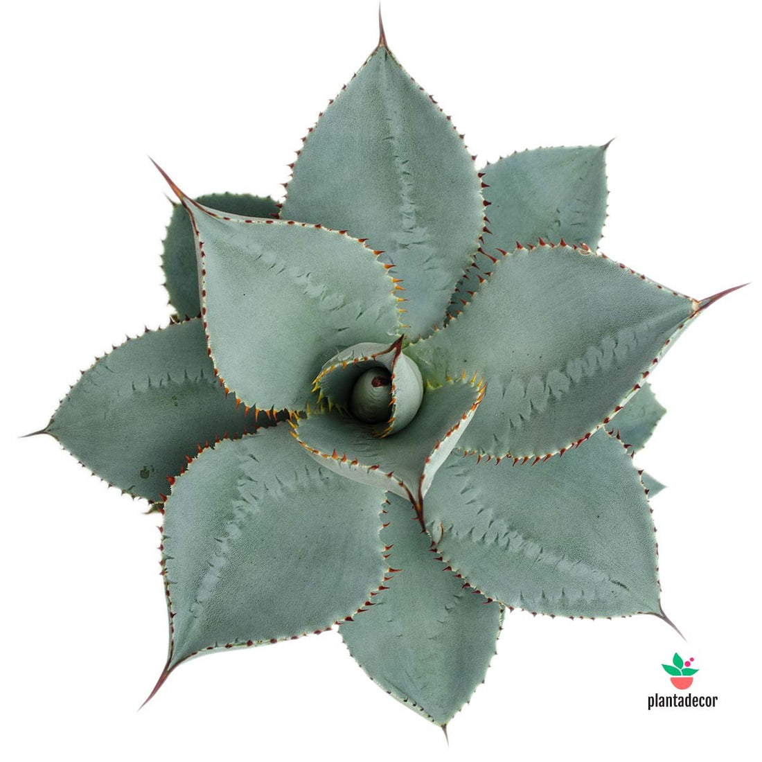 Agave Dragionis