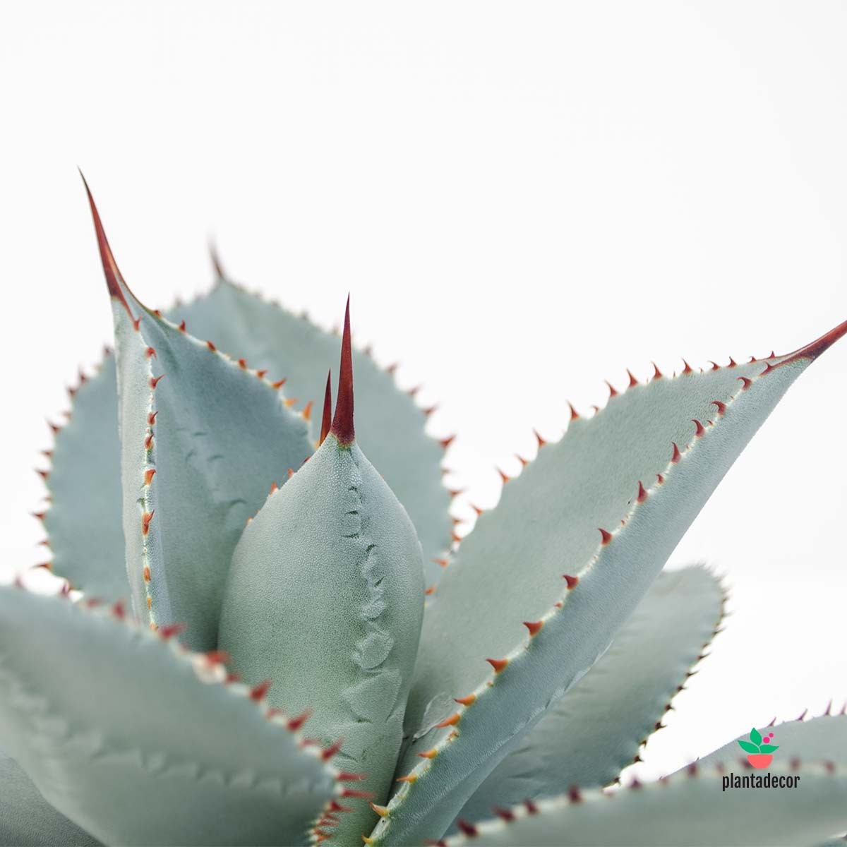 Comprar Agave Dragionis