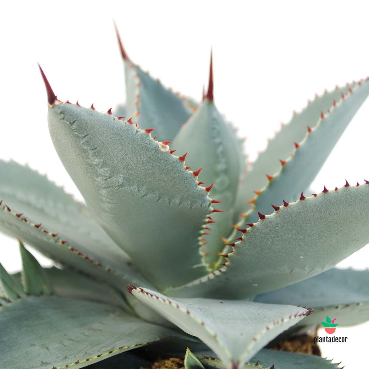 Agaves Variedades