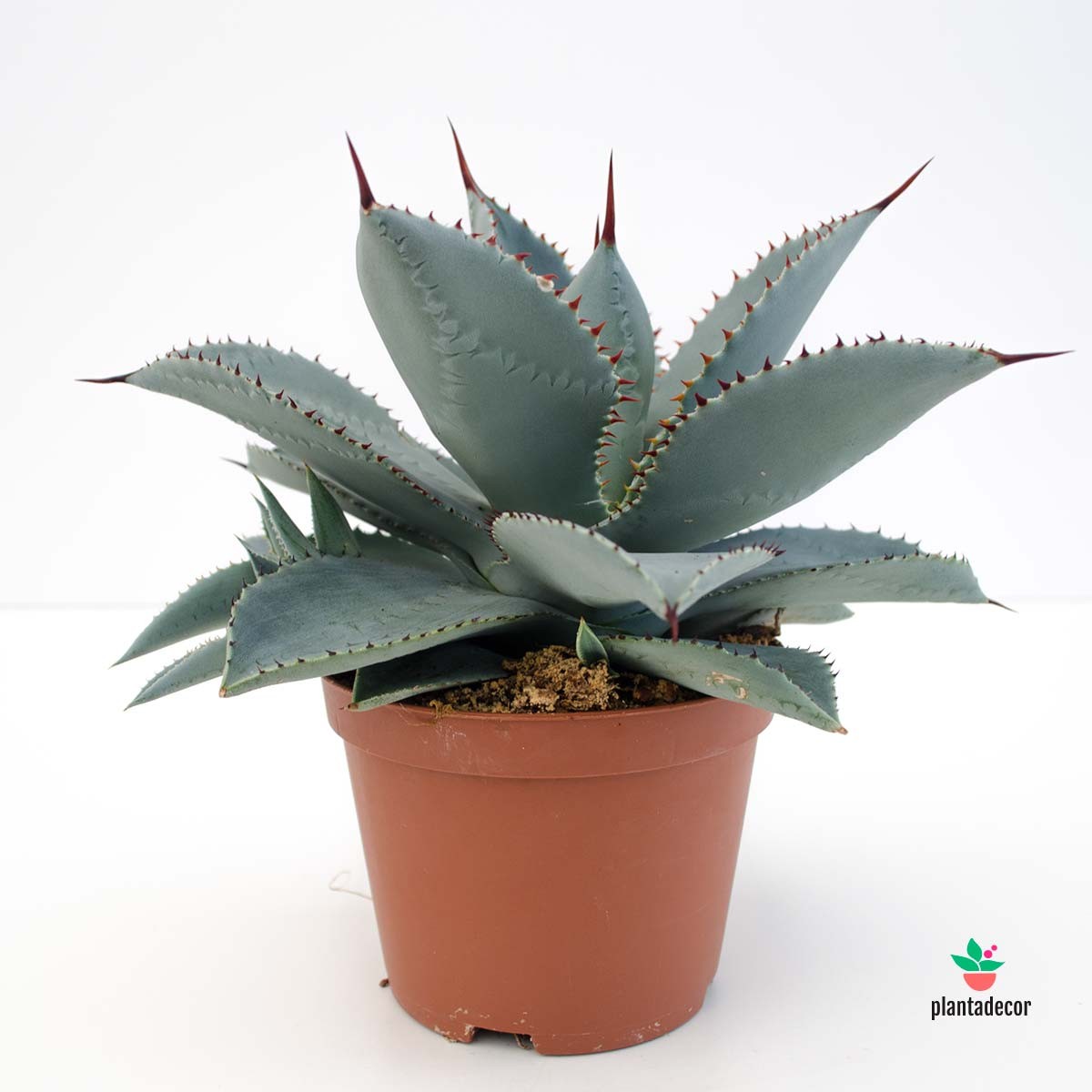 Agave Azul