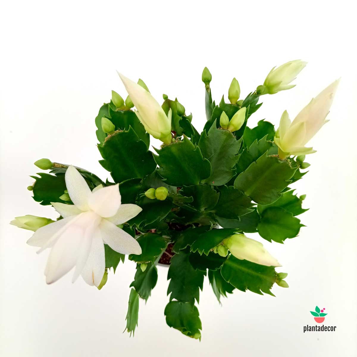 Schlumbergera  х Buckleyi 'White'