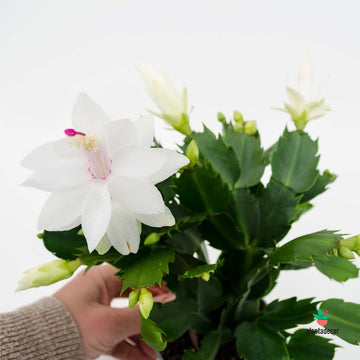 Schlumbergera  х Buckleyi 'White'