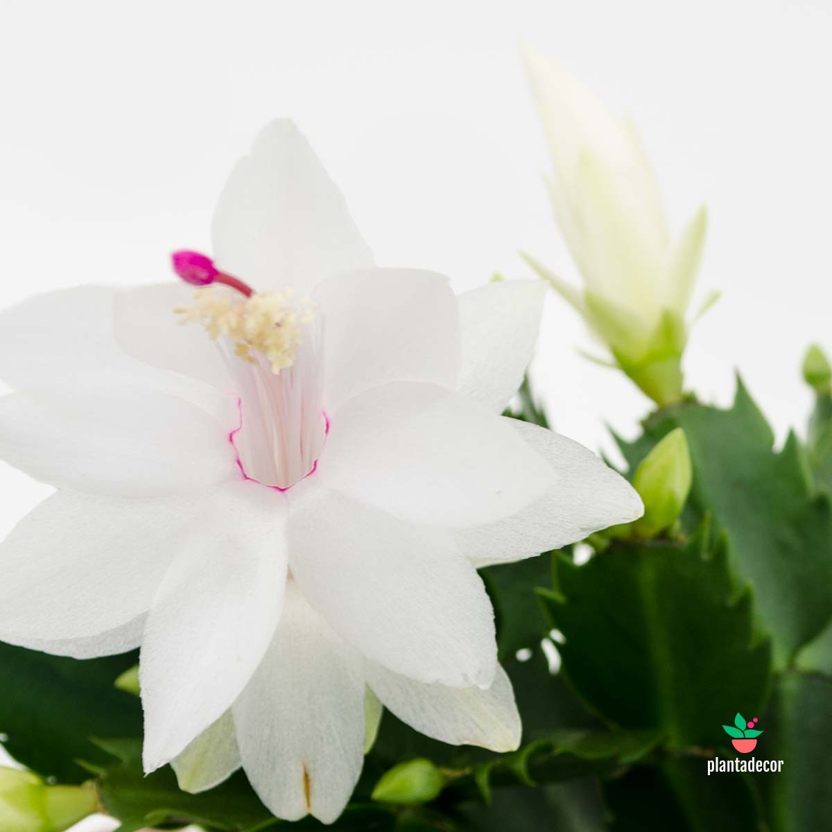 Schlumbergera