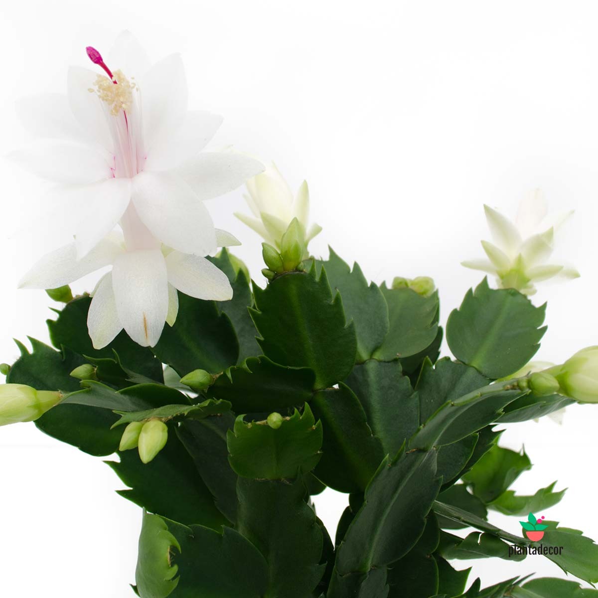 Schlumbergera White