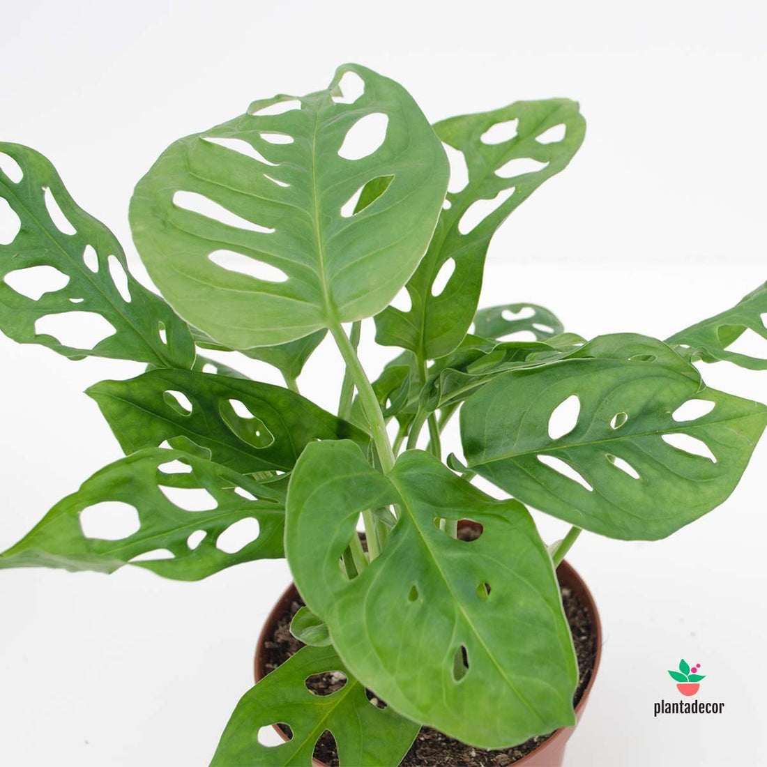 Monstera Obliqua "Leichtlinii"