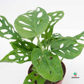 Monstera Obliqua 