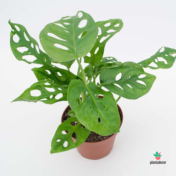 Monstera Obliqua "Leichtlinii"