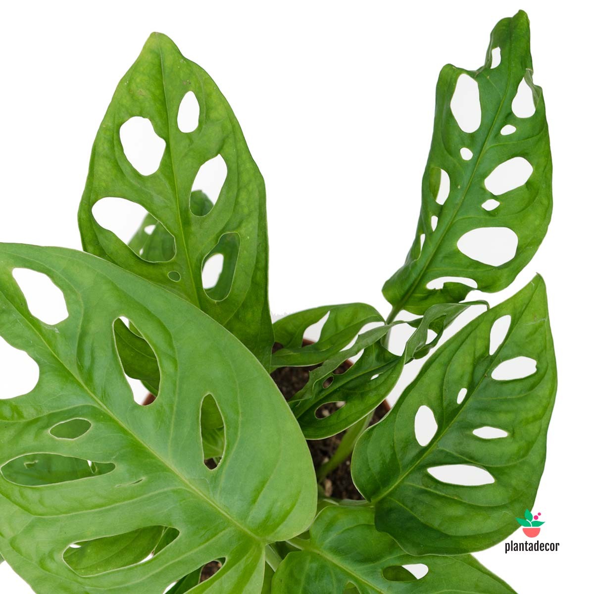 Monstera Obliqua "Leichtlinii"