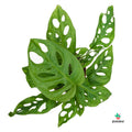 Monstera