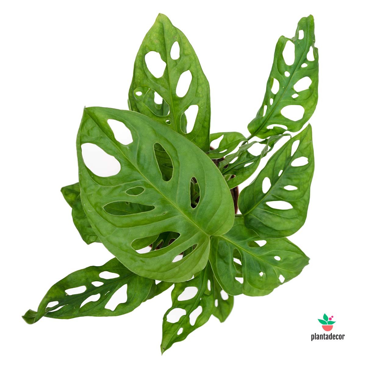 Monstera