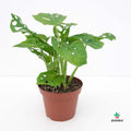 Monstera Obliqua 