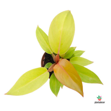 Philodendron Prince of Orange "Mini"