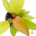 Comprar Filodendro Naranja