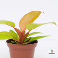 Philodendron Prince of Orange Mini