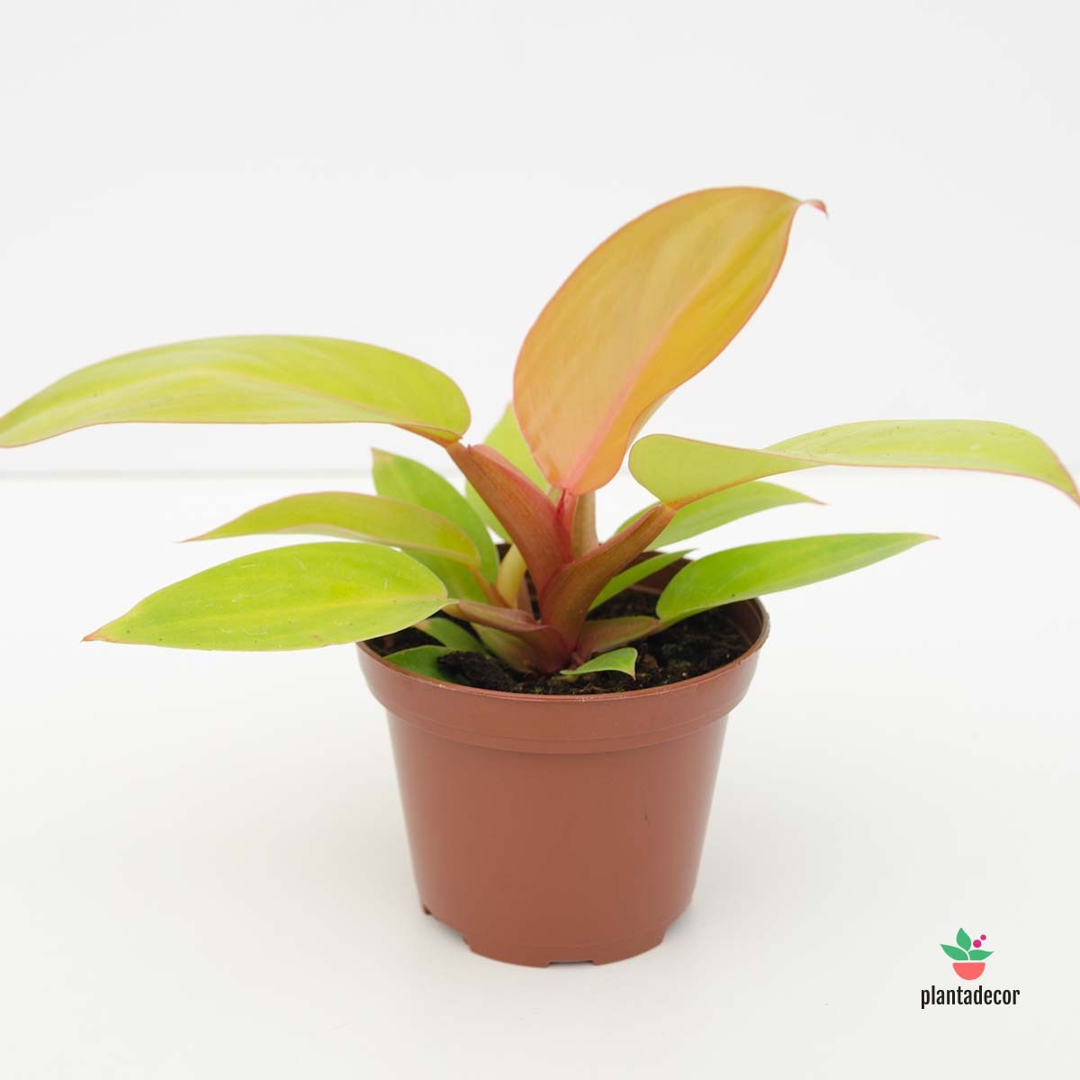 Comprar Planta de Interior Hojas Naranjas