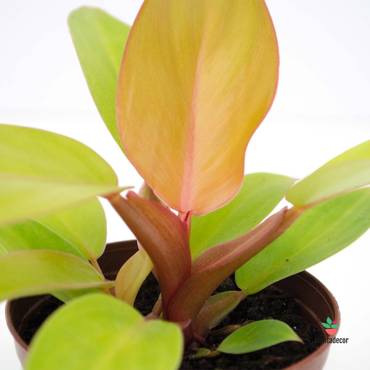 Philodendron Variedades