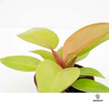 Comprar Philodendron Prince of Orange