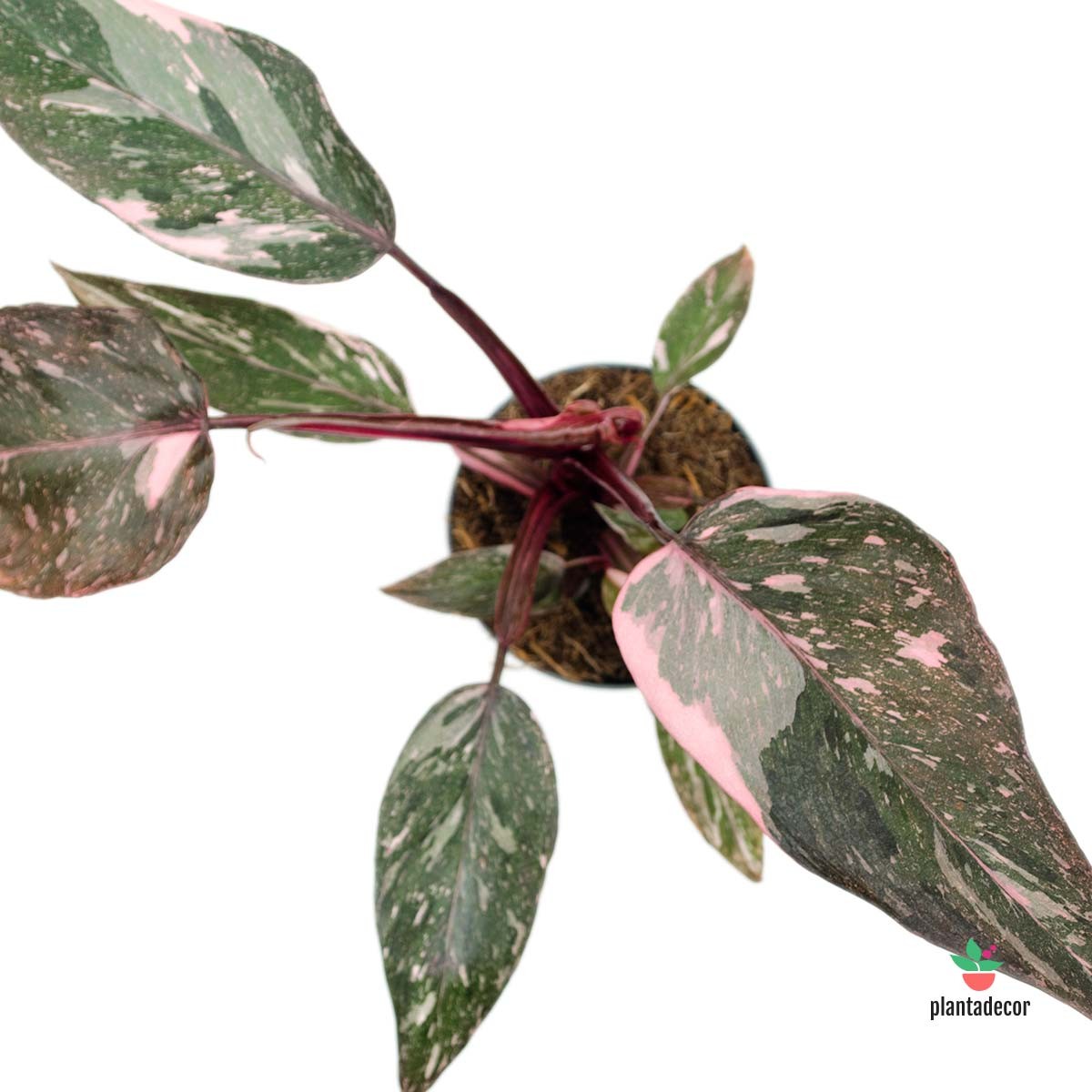 Filodendro Rosa Pink Marble