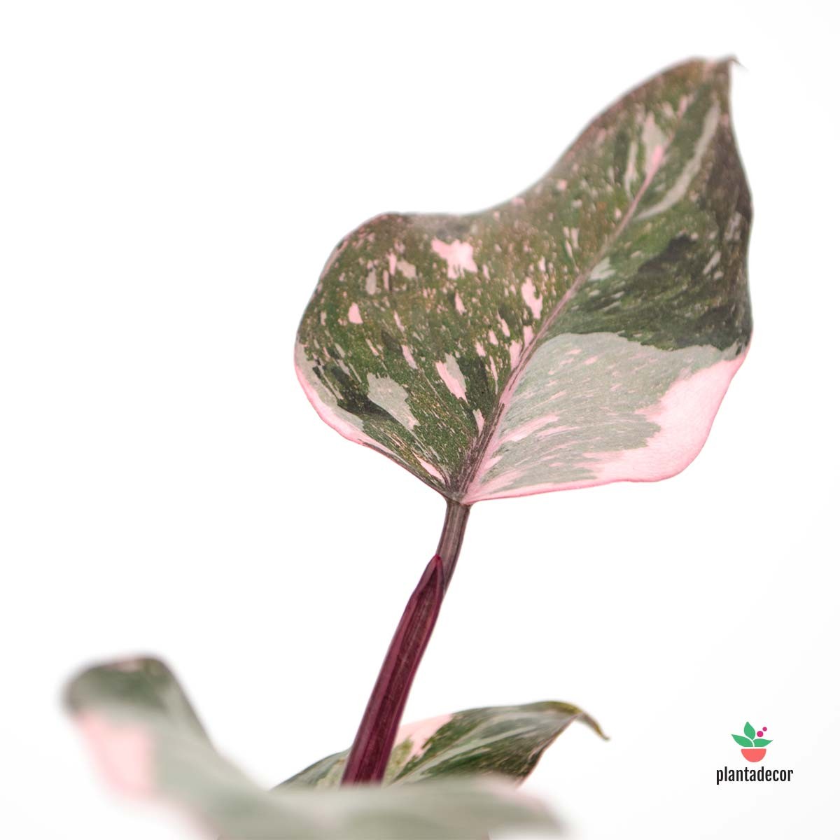 Comprar Filodendro Rosa