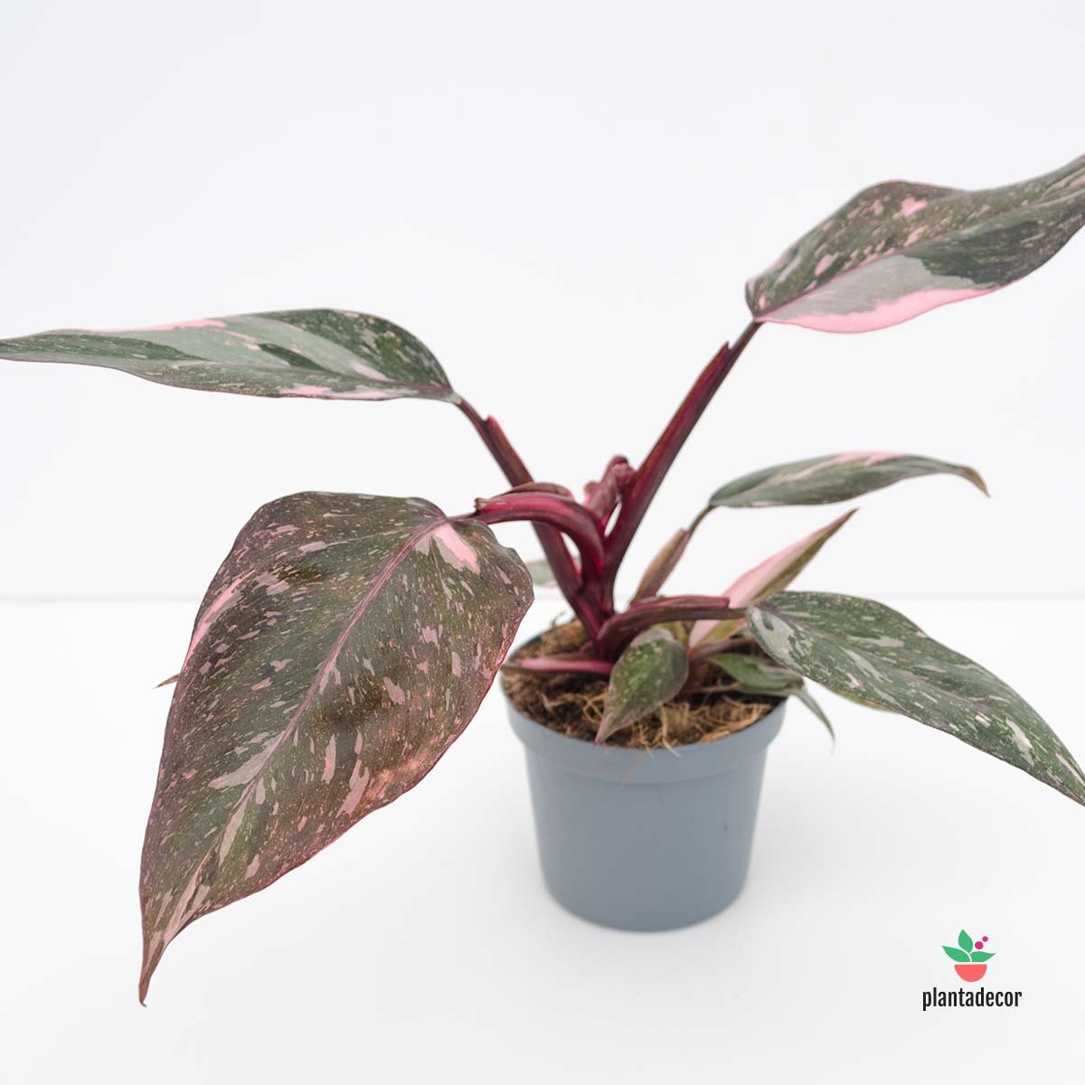 coMPRAR Philodendron Pink Princess "Marble"