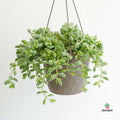 Cotyledon campana