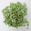 Cotyledon Pendens