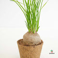 Comprar Beaucarnea Recurvata