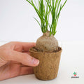 Comprar Beaucarnea Recurvata Mini