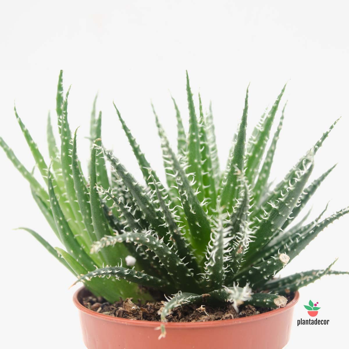 Haworthia Snow White Mini