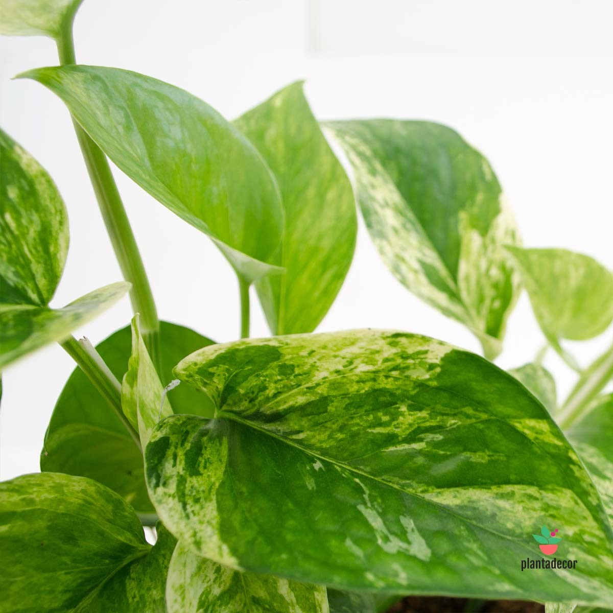 Comprar Epipremnum Variegado