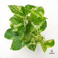 Epipremnum Pinnatum 