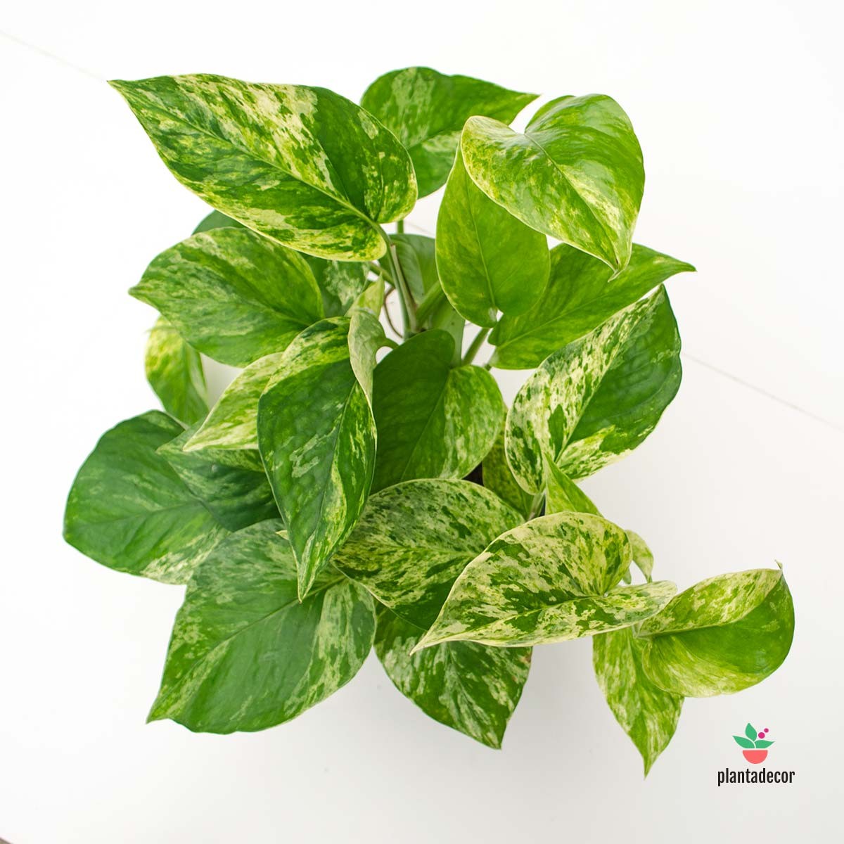 Epipremnum Pinnatum "Marble Queen"