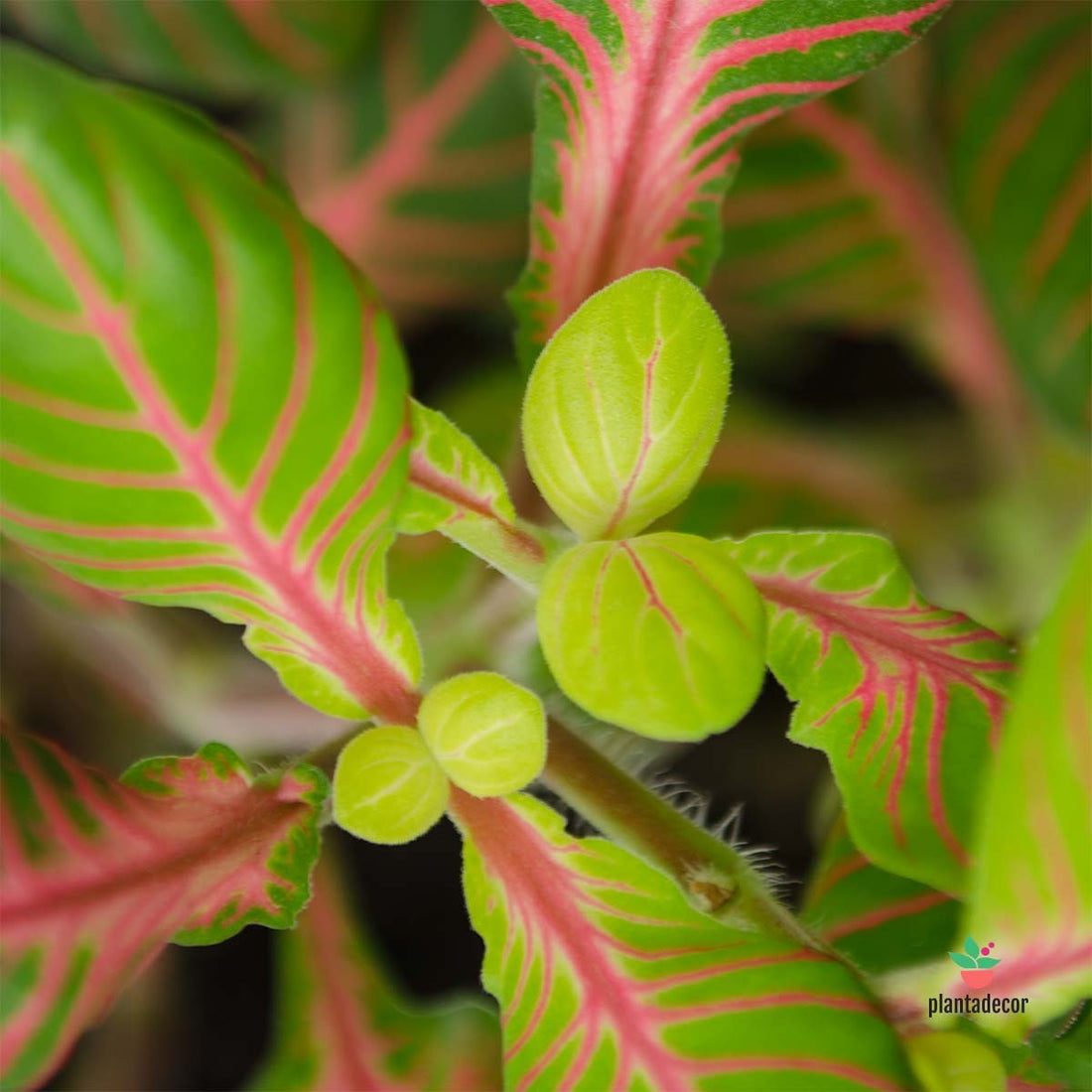 Fittonia verschaffeltii 'Fortissimo' (Bubble Green)