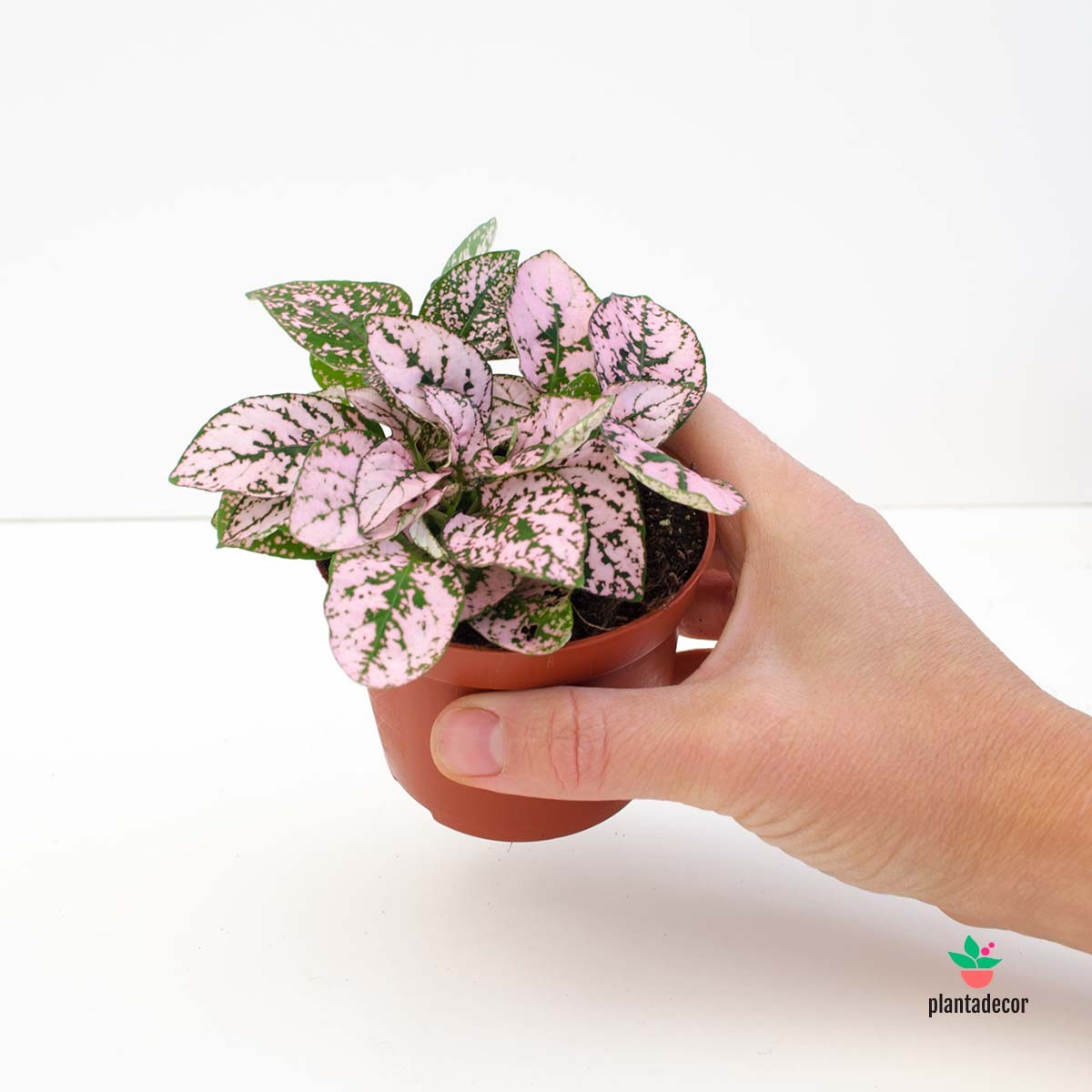 Hypoestes Phyllostachya Rose