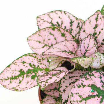 Hypoestes Phyllostachya Rose