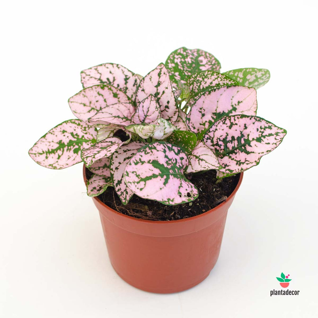 Planta flamenco