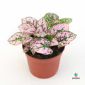 Hypoestes Rosa