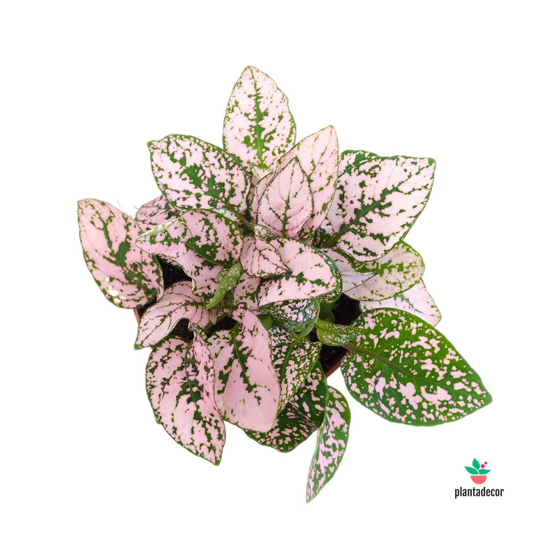 Planta flamenco