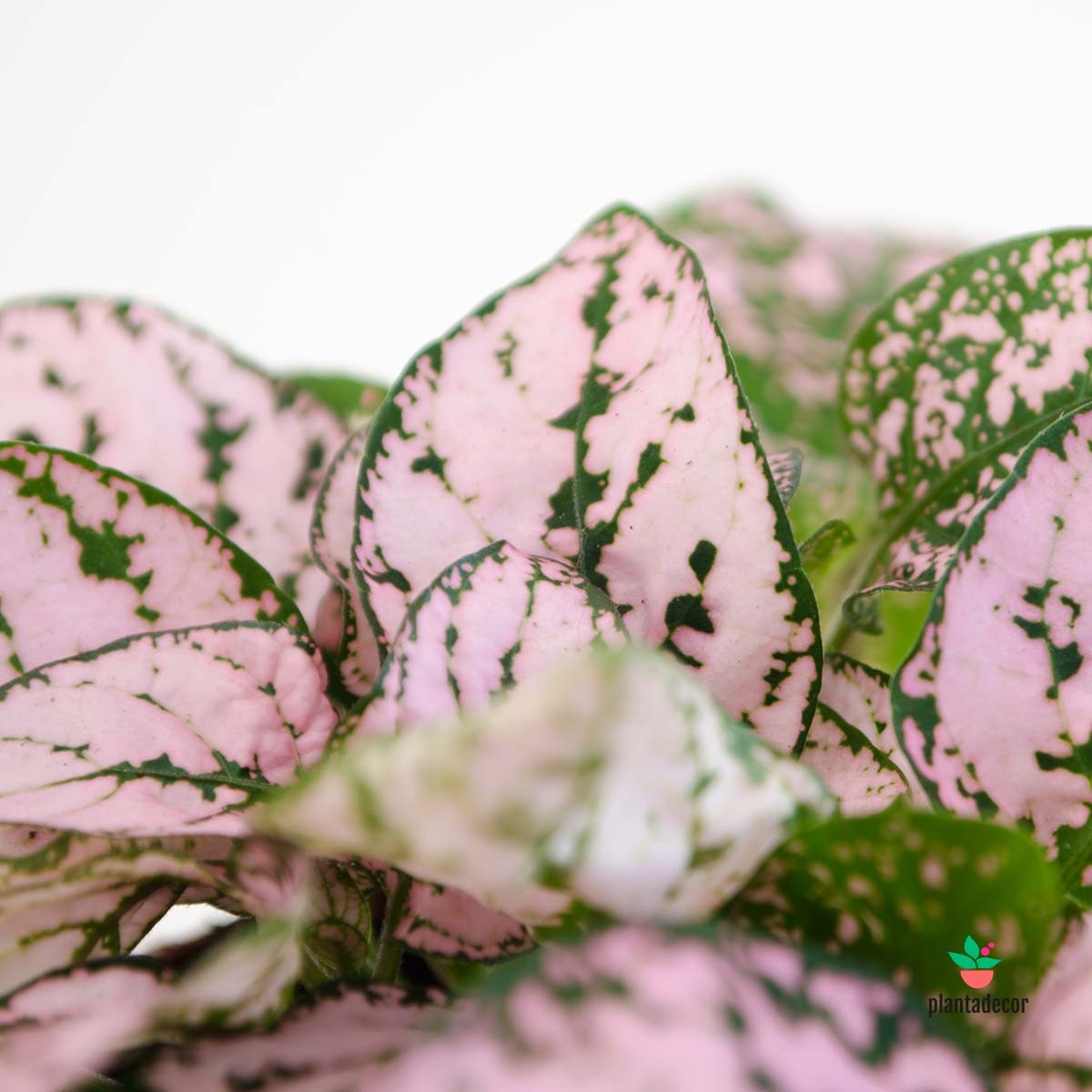 Planta de hojas rosas