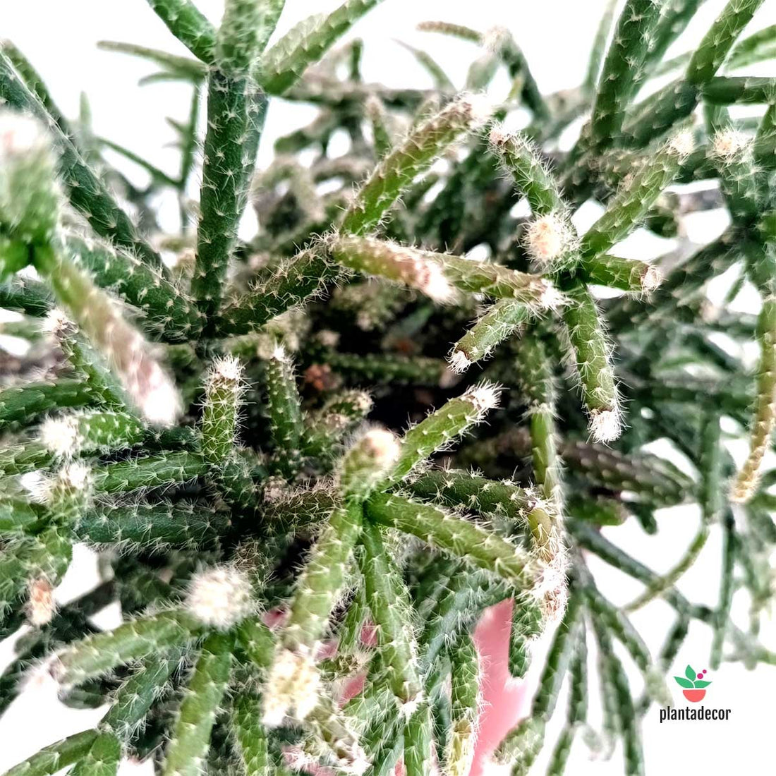 Ripsalis Plantadecor Pilocarpa